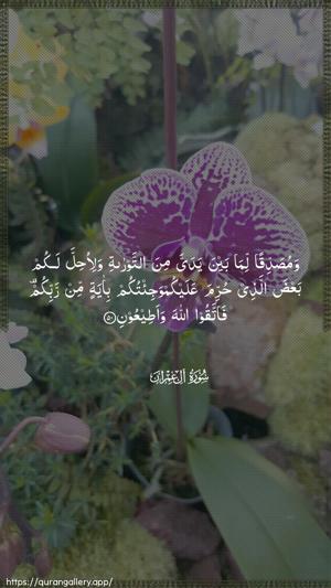 Aal-i-Imraan Ayah 50 - Arabic wallpaper