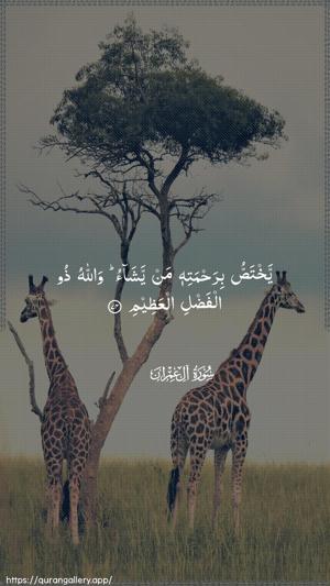 Aal-i-Imraan Ayah 74 - Arabic wallpaper