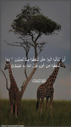 Aal-i-Imraan Ayah 92 - Arabic wallpaper