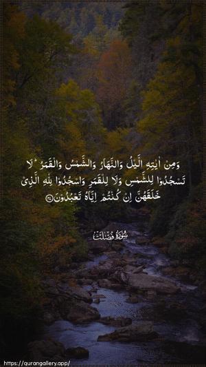 Fussilat Ayah 37 - Arabic wallpaper