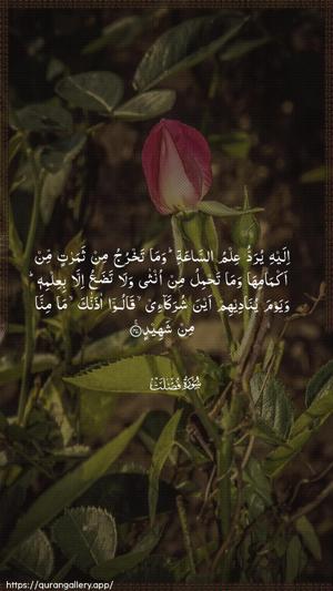 Fussilat Ayah 47 - Arabic wallpaper