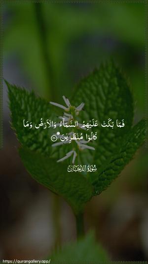 Ad-Dukhaan Ayah 29 - Arabic wallpaper