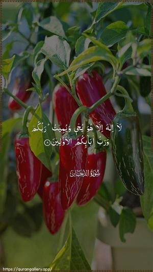 Ad-Dukhaan Ayah 8 - Arabic wallpaper