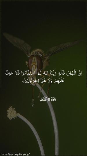 Al-Ahqaf Ayah 13 - Arabic wallpaper
