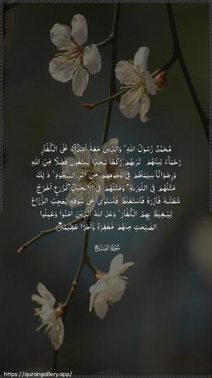 Al-Fath Ayah 29 - Arabic wallpaper