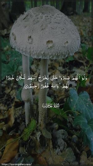 Al-Hujuraat Ayah 5 - Arabic wallpaper