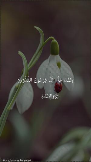 Al-Qamar Ayah 41 - Arabic wallpaper