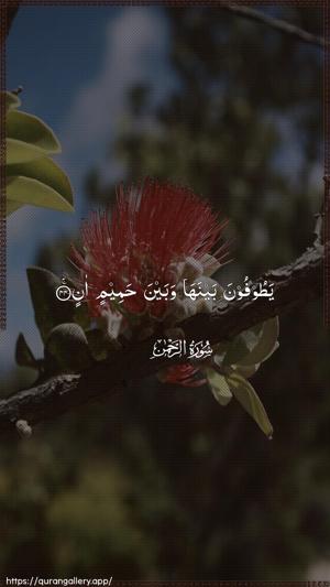 Ar-Rahmaan Ayah 44 - Arabic wallpaper