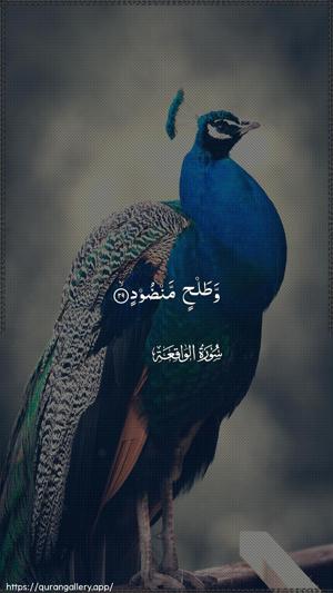 Al-Waaqia Ayah 29 - Arabic wallpaper