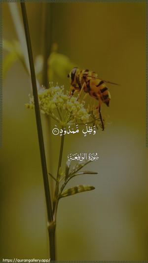 Al-Waaqia Ayah 30 - Arabic wallpaper
