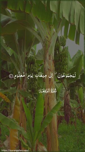 Al-Waaqia Ayah 50 - Arabic wallpaper