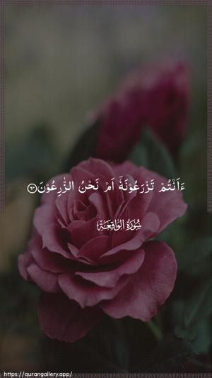 Al-Waaqia Ayah 64 - Arabic wallpaper