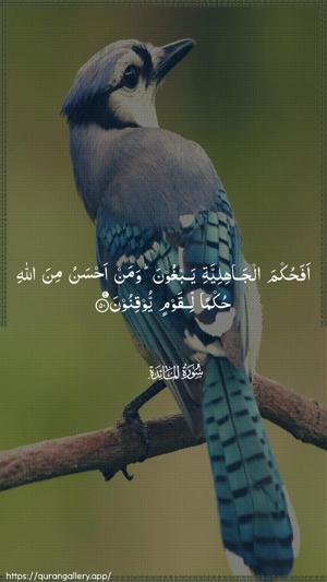 Al-Maaida Ayah 50 - Arabic wallpaper