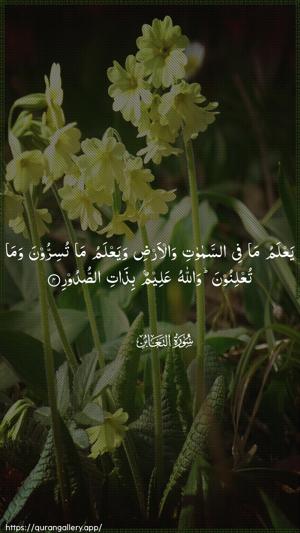 At-Taghaabun Ayah 4 - Arabic wallpaper