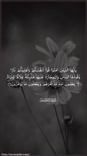 At-Tahrim Ayah 6 - Arabic wallpaper