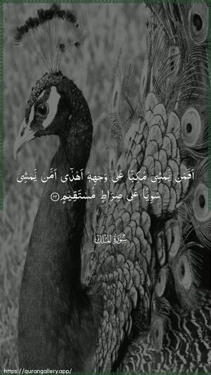 Al-Mulk Ayah 22 - Arabic wallpaper