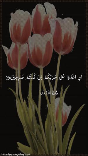 Al-Qalam Ayah 22 - Arabic wallpaper
