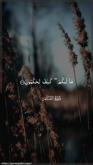 Al-Qalam Ayah 36 - Arabic wallpaper