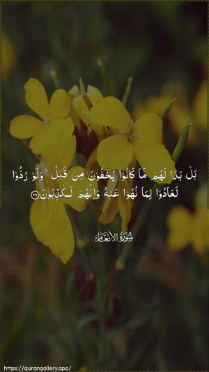Al-An"aam Ayah 28 - Arabic wallpaper