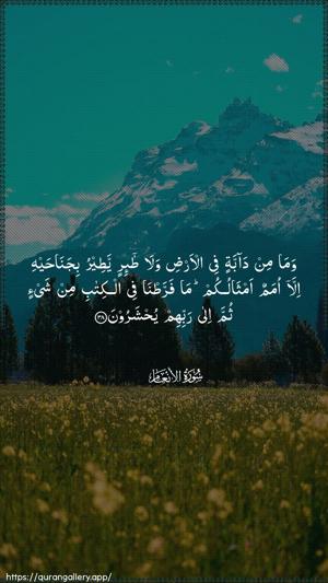Al-An"aam Ayah 38 - Arabic wallpaper