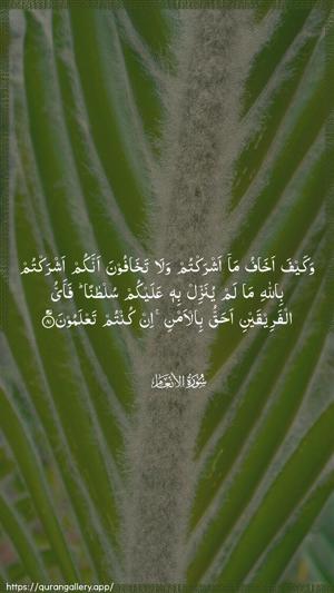 Al-An"aam Ayah 81 - Arabic wallpaper