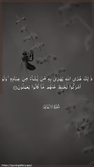 Al-An"aam Ayah 88 - Arabic wallpaper