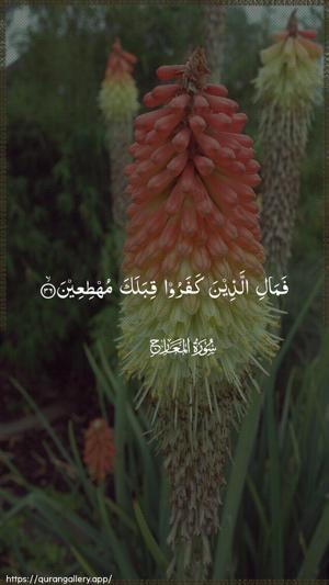 Al-Ma"aarij Ayah 36 - Arabic wallpaper