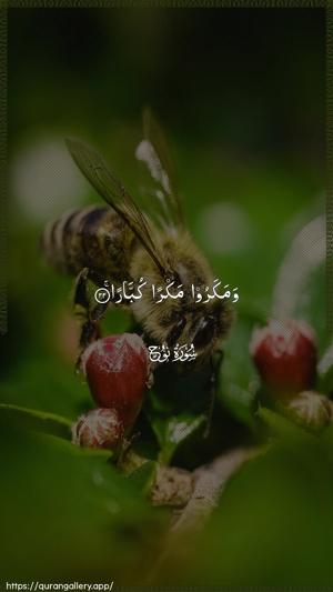Nooh Ayah 22 - Arabic wallpaper