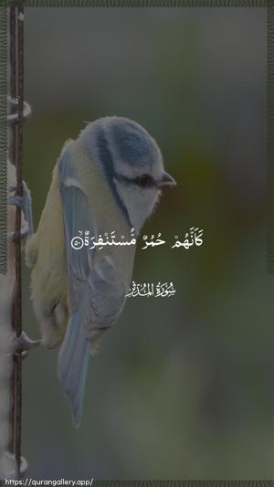 Al-Muddaththir Ayah 50 - Arabic wallpaper