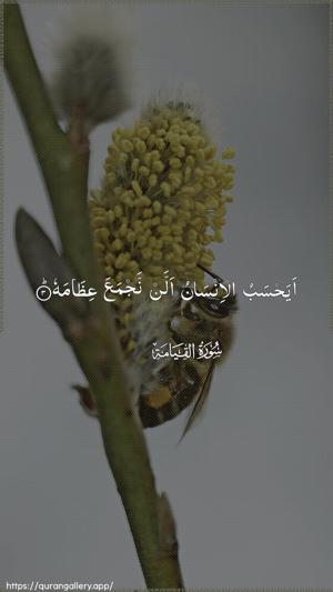 Al-Qiyaama Ayah 3 - Arabic wallpaper