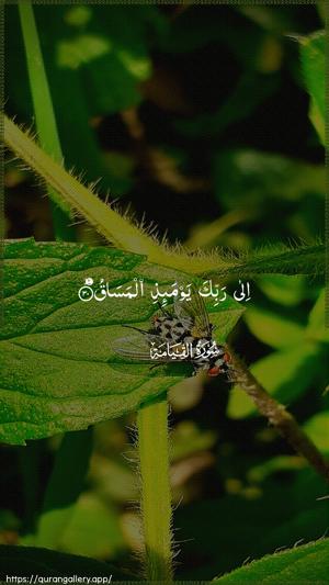 Al-Qiyaama Ayah 30 - Arabic wallpaper