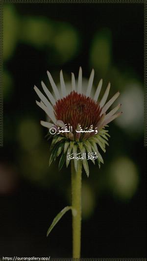 Al-Qiyaama Ayah 8 - Arabic wallpaper