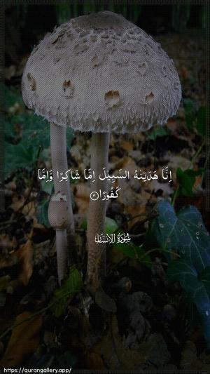 Al-Insaan Ayah 3 - Arabic wallpaper