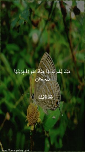Al-Insaan Ayah 6 - Arabic wallpaper