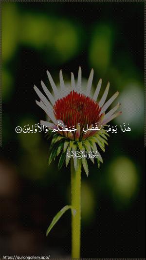 Al-Mursalaat Ayah 38 - Arabic wallpaper