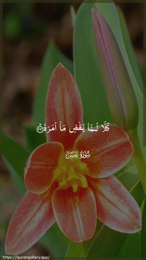 Abasa Ayah 23 - Arabic wallpaper