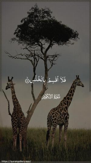 At-Takwir Ayah 15 - Arabic wallpaper