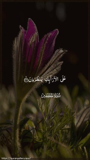Al-Mutaffifin Ayah 23 - Arabic wallpaper