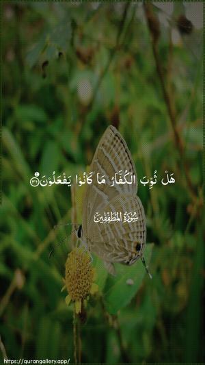 Al-Mutaffifin Ayah 36 - Arabic wallpaper