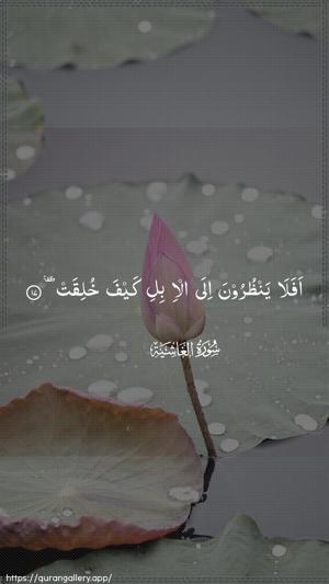 Al-Ghaashiya Ayah 17 - Arabic wallpaper