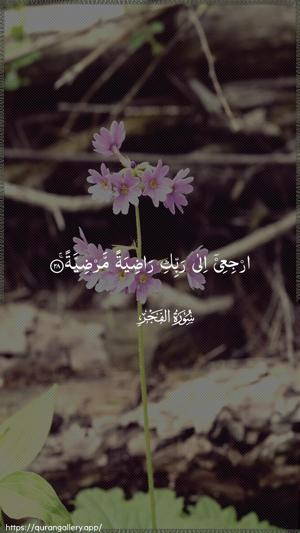 Al-Fajr Ayah 28 - Arabic wallpaper