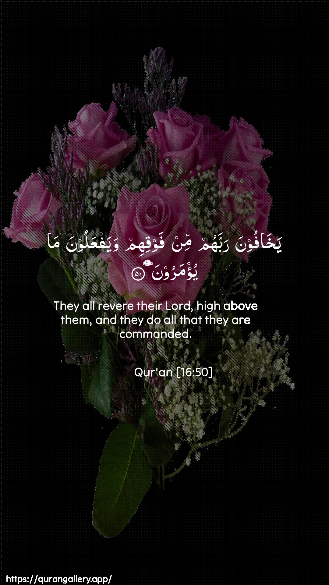 Surah An-Nahl Ayah 50 of 16 HD Wallpaper: Download Beautiful vertical Quran Verse Image | Yakhafoona rabbahum min fawqihimwayafAAaloona ma yu/maroon