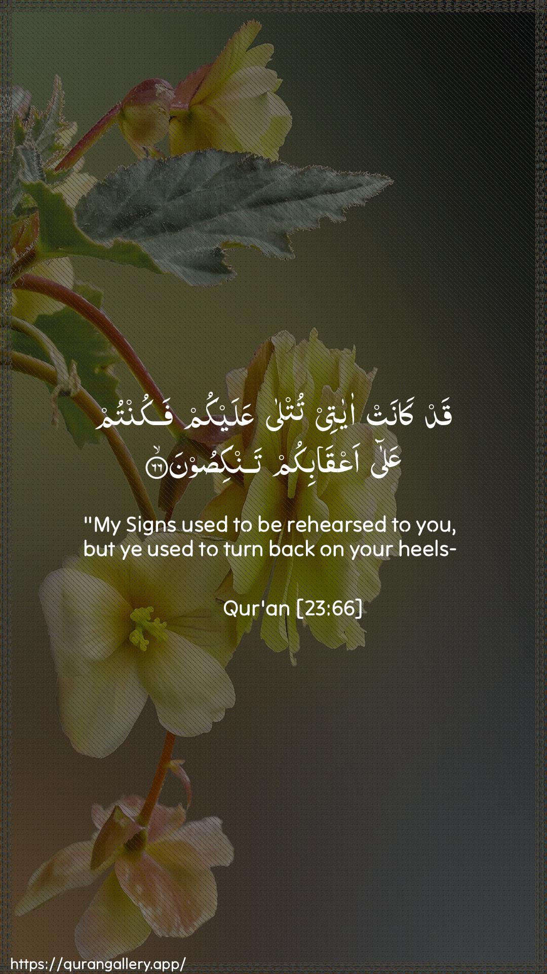 Surah Al-Muminoon Ayah 66 of 23 HD Wallpaper: Download Beautiful vertical Quran Verse Image | Qad kanat ayatee tutlaAAalaykum fakuntum AAala aAAqabikum tankisoon