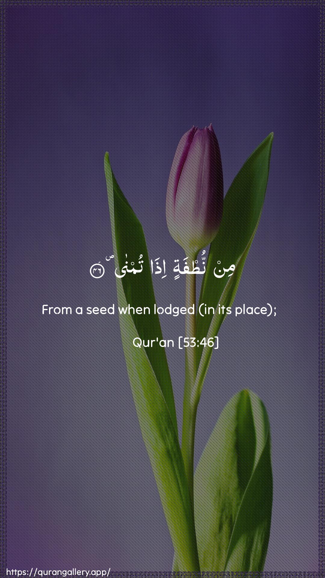 Surah An-Najm Ayah 46 of 53 HD Wallpaper: Download Beautiful vertical Quran Verse Image | Min nutfatin itha tumna