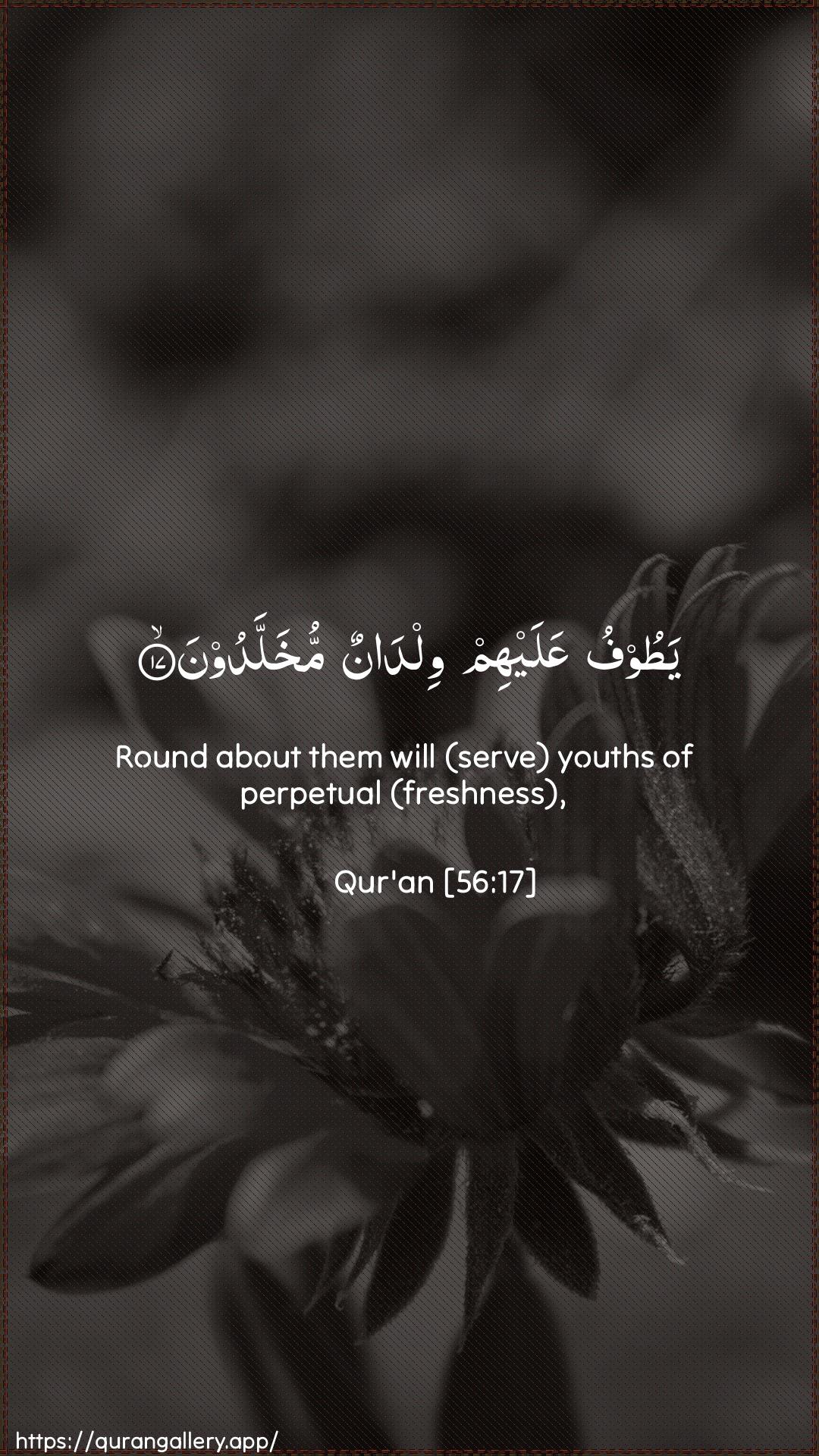 Surah Al-Waaqia Ayah 17 of 56 HD Wallpaper: Download Beautiful vertical Quran Verse Image | Yatoofu AAalayhim wildanunmukhalladoon