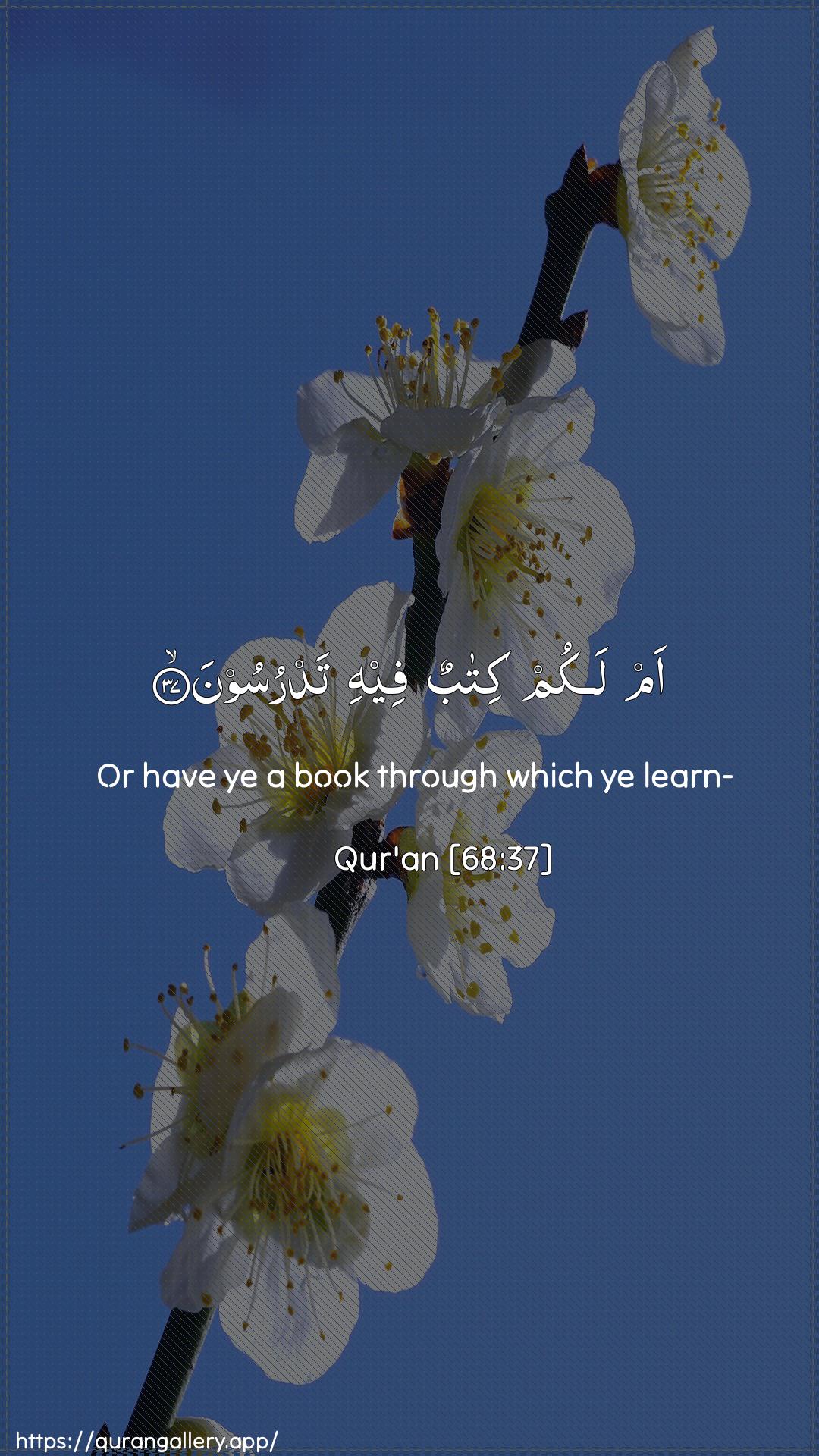 Surah Al-Qalam Ayah 37 of 68 HD Wallpaper: Download Beautiful vertical Quran Verse Image | Am lakum kitabun feehi tadrusoon