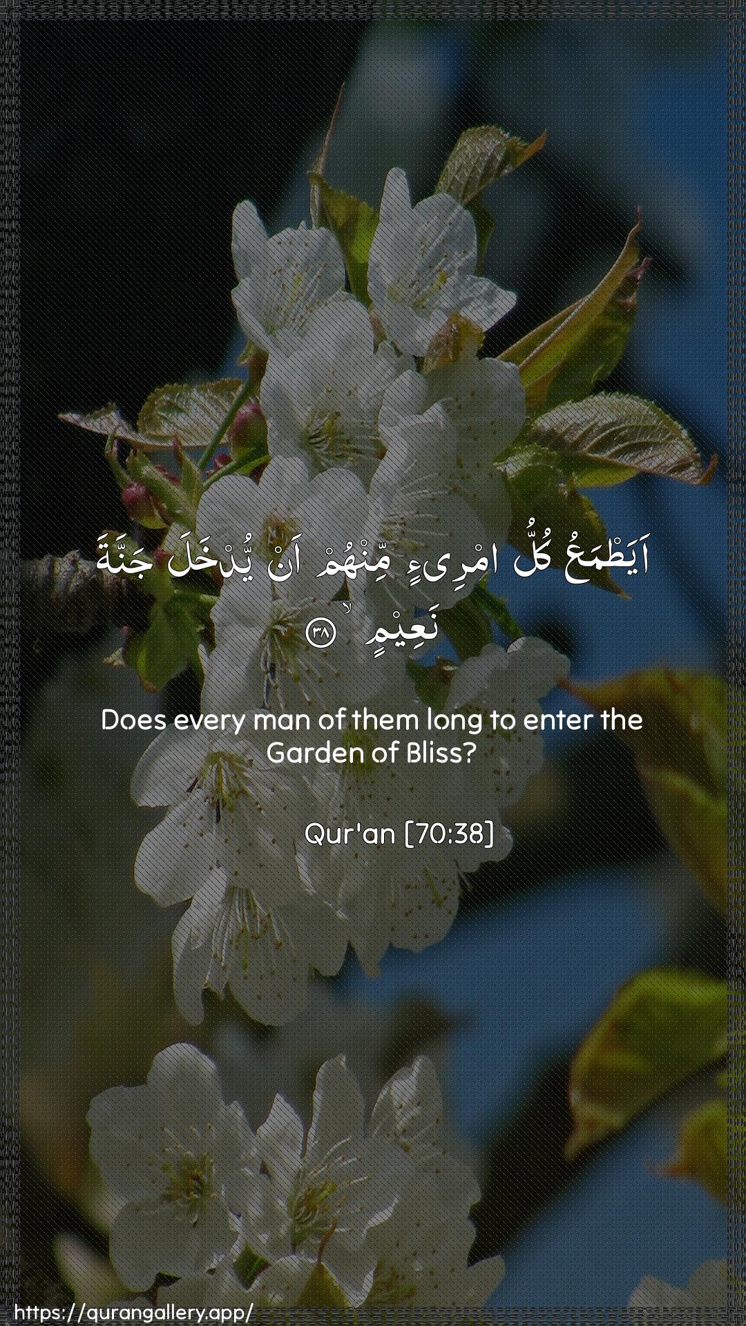 Surah Al-Ma"aarij Ayah 38 of 70 HD Wallpaper: Download Beautiful vertical Quran Verse Image | AyatmaAAu kullu imri-in minhum anyudkhala jannata naAAeem