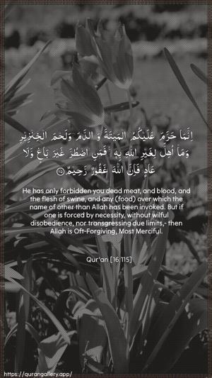 An-Nahl Ayah 115 - Arabic + English wallpaper