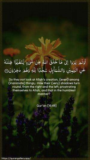An-Nahl Ayah 48 - Arabic + English wallpaper