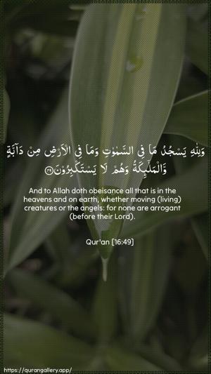 An-Nahl Ayah 49 - Arabic + English wallpaper